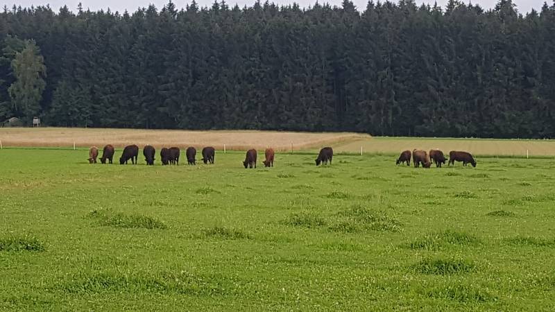 Maringer Hof – Galloway